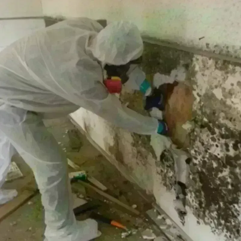 Mold Remediation and Removal in Lee County, VA